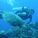 59- Pascale et la tortue 